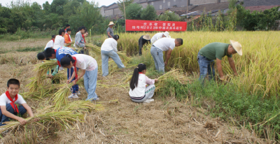 中国农民丰收节 | 荆州区拍马村村民挥镰割稻庆丰收