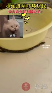 小蛇进屋吓坏居民 长大后竟是老鼠克星？
