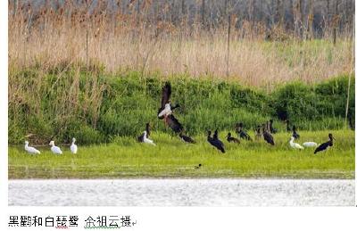 荆州：陆生野生动物种类和数量逐年增加