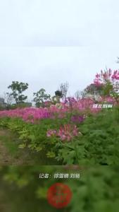 满园“蝴蝶”关不住