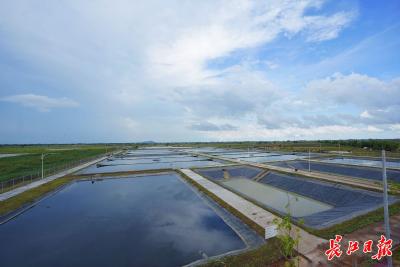 幸福新丝路 武汉“筑路人”丨雨污分流让柬埔寨斯登森告别城市内涝历史