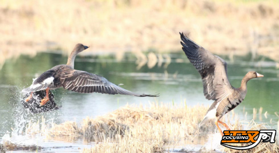 公安县崇湖国际重要湿地  “一湖碧水群鸟齐飞”成常态