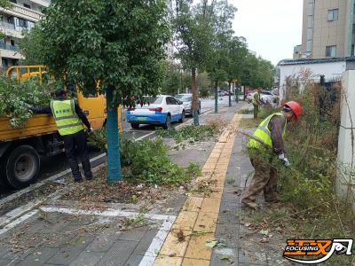 沙市区王板桥社区开展绿植修剪维护活动