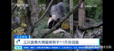 欢迎回家！3只旅美大熊猫11月将踏上归途