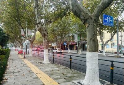 荆州中心城区开展树木涂白行动