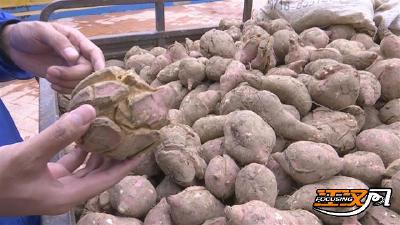荆州市中山公园认购爱心红薯 为“萌宠”采购口粮