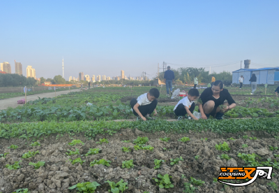 湖北荆州：巧用“荒地”谋发展  “共享菜园”助增收