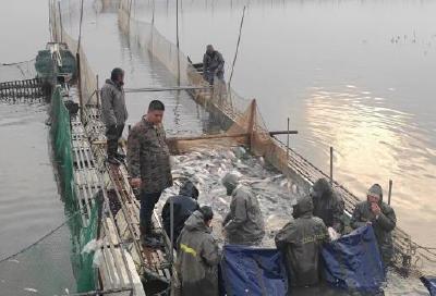 石首老河四大家鱼原种场冬捕开启 预计捕获鲜鱼55万斤