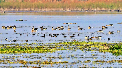 洪湖湿地自然保护区迎来数万候鸟越冬