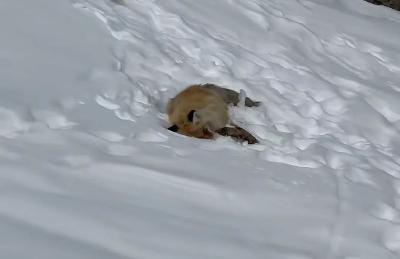 热搜第一！“网红狐狸死在雪地里”？景区回应
