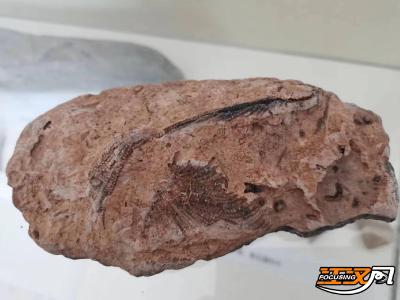 民俗专家在长江白螺矶捡到化石 包含两种海洋生物
