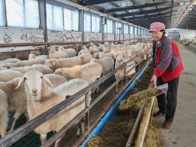 新春走基层·黄土地上的“大食物”∣一只羊的科技含量