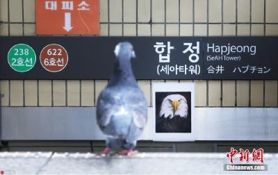 韩国首尔地铁站张贴老鹰照片“吓唬”鸽子