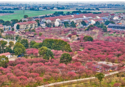 荆州乡村万梅齐放迎春来