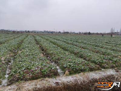 荆州农业农村部门全力应对低温雨雪冰冻天气