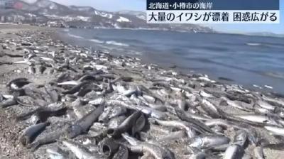 日本海岸漂浮大量死鱼，政府警告→