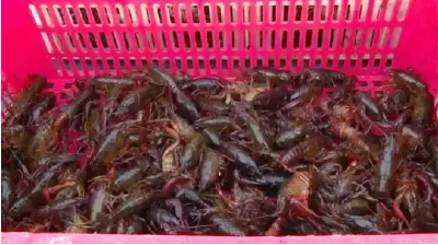 公安县：小龙虾抢“鲜”上市 虾农喜迎“开塘彩”