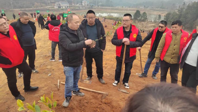 荆州市林科院实施中央财政油茶推广项目示范林建设