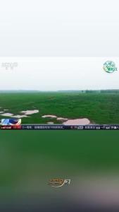 央视关注荆州石首：麋鹿种群壮大 生态保护升级