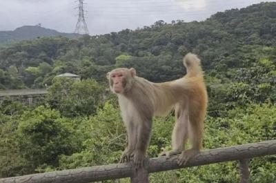 假期出游小心“泼猴”！香港出现首宗人类感染“猴疱疹病毒”