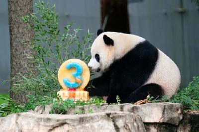 事关大熊猫，40年来首次！