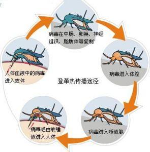 已致全球多人死亡，尚无特效药！紧急提醒