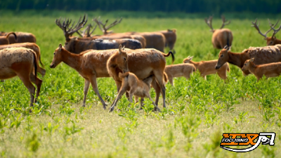 喜添新丁！石首麋鹿国家级自然保护区迎来麋鹿产仔季
