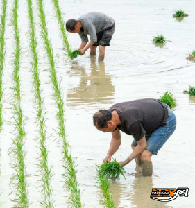 松滋市王家桥镇：“立夏”农事忙夏耕盼丰收