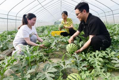 甜蜜蜜，美滋滋！江陵县郝穴镇的小西瓜即将上市