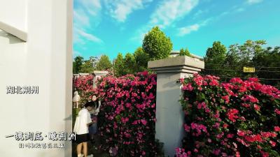 一镜到底·瞰荆州丨荆州职院蔷薇花墙，你打卡了吗？