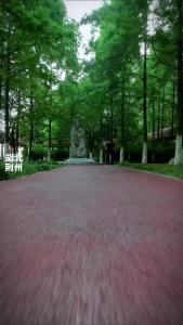 初夏，荆州街边的绣球花