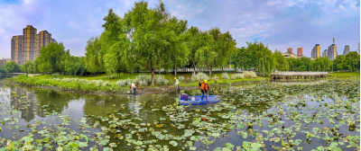 湖北荆州：打响“水环境治理战”  持续清理福寿螺