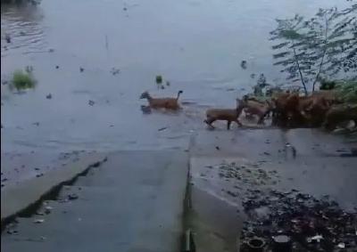 一群麋鹿迷了路，在街上跑？当地回应：栖息地被淹了......