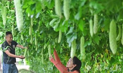 荆州区：蔬菜基地焕新生 新增产量六千吨