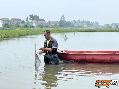 监利市红城乡复兴村：小田并大田   “满天星”变“千亩金”