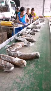 荆州味道就是抖味丨洪湖莲藕