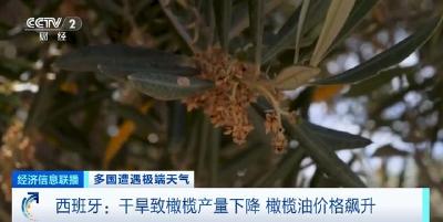 干旱致橄榄产量下降，西班牙橄榄油价格飙升！平均价格五年翻三倍