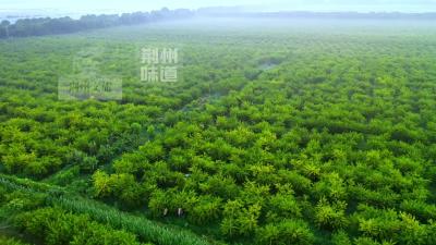荆州味道就是抖味丨三湖黄桃