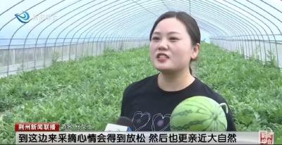 沙市区锣场镇：西瓜进入采摘期“甜蜜经济”助农增收