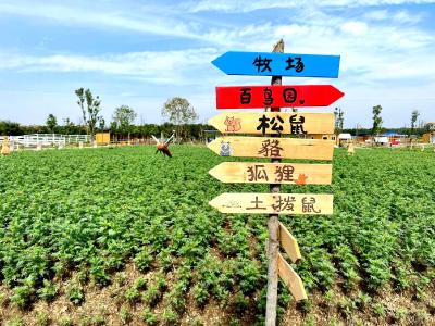 乡村旅游|荆州：农旅融合绘新卷 诗画乡村引客来