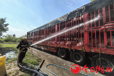 180余头“二师兄”中暑 监利消防员为其喷水降温