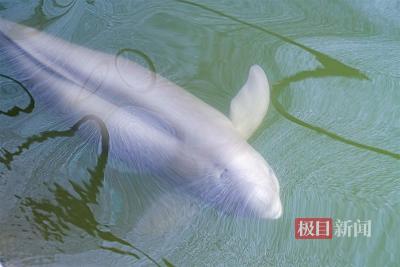 鹿鸣呦呦，江豚逐浪！荆楚大地成为“湿地精灵”栖息乐园