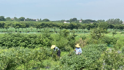 石首市团山寺镇过脉岭村来了位“红美人”