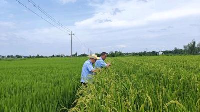 公安县：科学引进新品种 助力制种产业持续发展