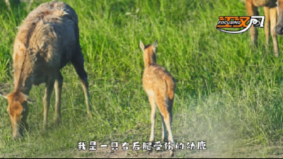 石首麋鹿宝宝《歪歪倒成长记》第一集