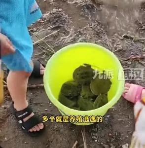 武汉江边甲鱼集体冒头！专家：与此有关，不建议捕捞…… 