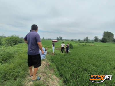 石首：农技专家深入田间“把脉”  指导灾后水稻病虫害防治