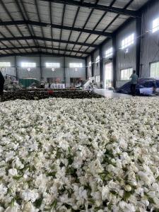 新茶饮带火了栀子花，收购价是去年的四倍
