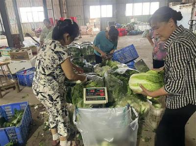 “夏淡”不淡 荆州蔬菜保供有妙招