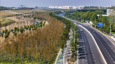 荆江大道生态绿廊串起城市新风景